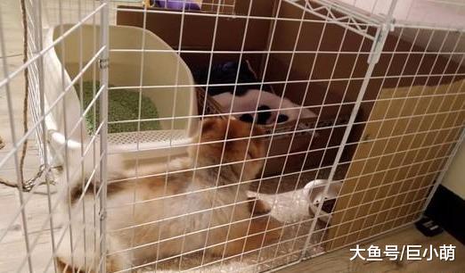 博美每天和猫猫打架，在猫咪生孩子以后，母性爆发秒变幼猫保姆