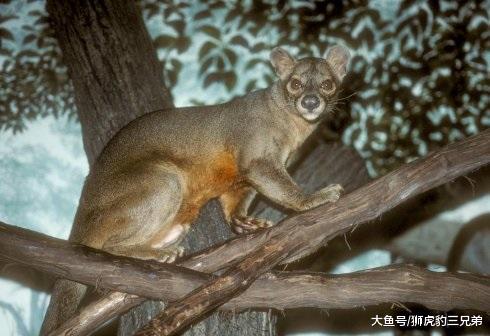 这种史前生物是最古老的猫科动物，实力比现在的猫科小太多了