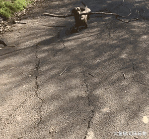 一只非常喜欢收集木棍的狗，每天都会叼木棍回家，看来是想当木匠