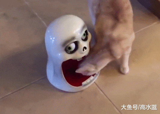 奶奶带了两个月的无毛猫 这确定还是无毛猫？