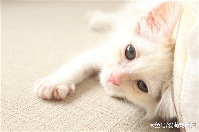 散养的猫咪，呆在室内会不习惯？做到这样就能让它们适应室内生活