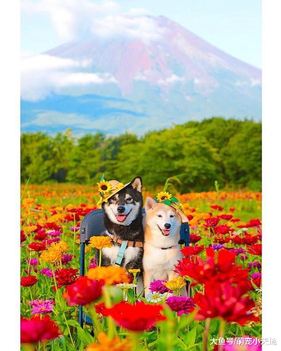 超可爱柴犬兄妹，带着疗愈笑容来融化每个人的心！