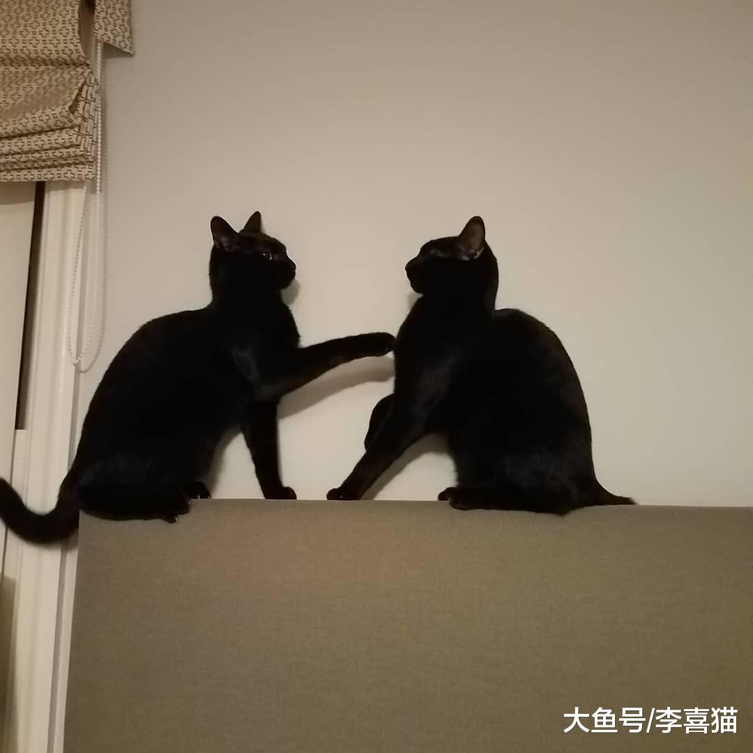 猫咪之间打招呼和交流的方式有很多种，但一般来说并不包括喵喵叫