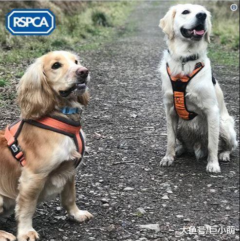 狗狗拍照不好看，56%的人表示不会领养，原来这个世界真的看脸！