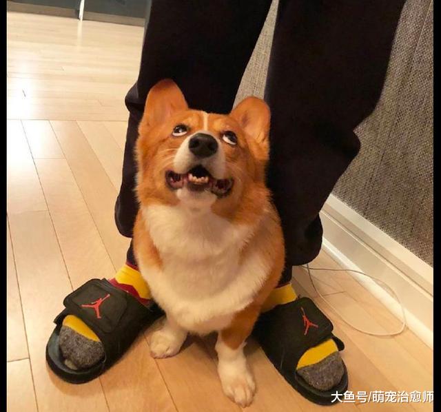 不管是在哪里，柯基的眼睛都一直盯着主人，狗：怕铲屎官会走丢！