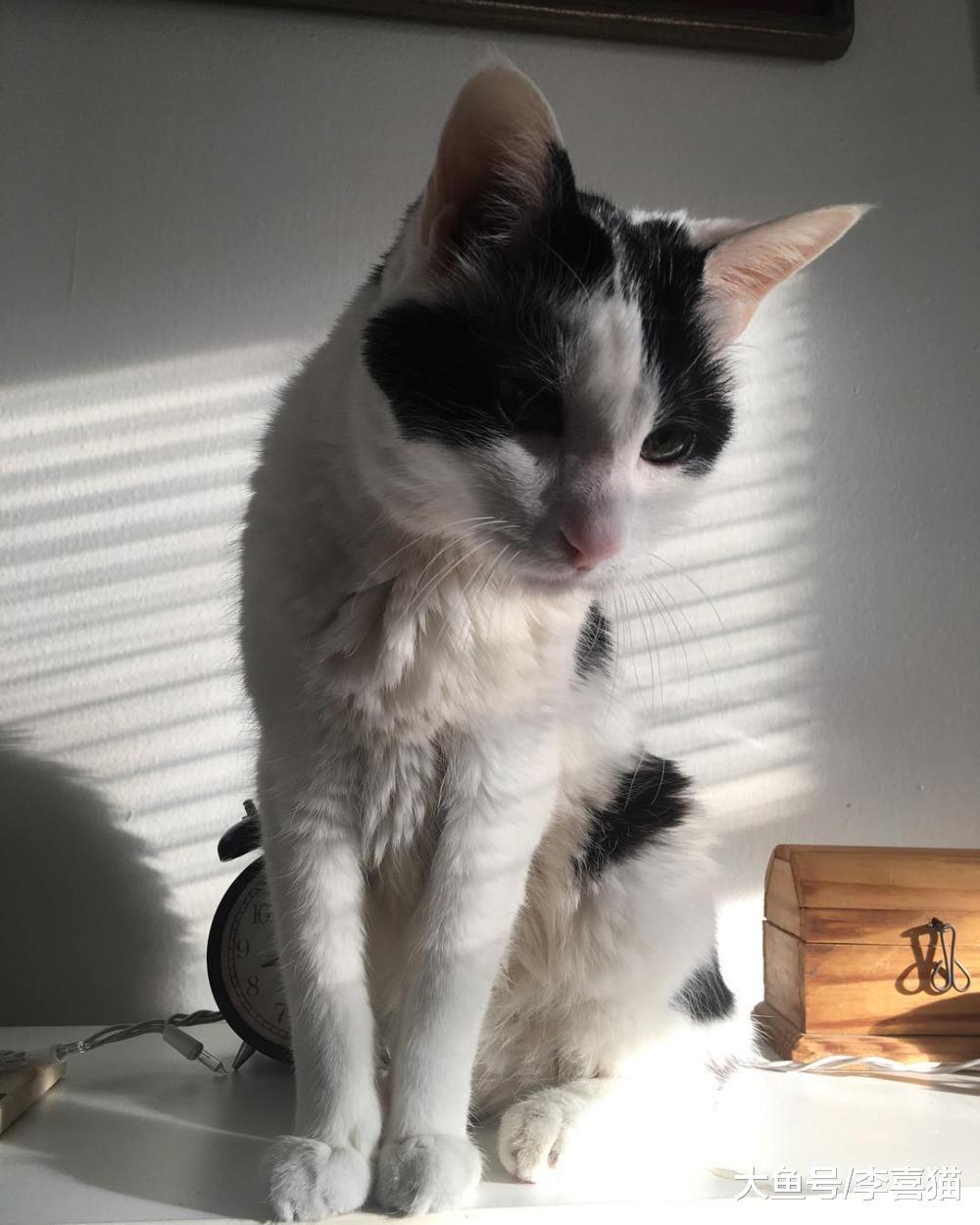 不光人類，貓咪到了老年也可能會患上認知功能障礙，俗稱老年癡呆