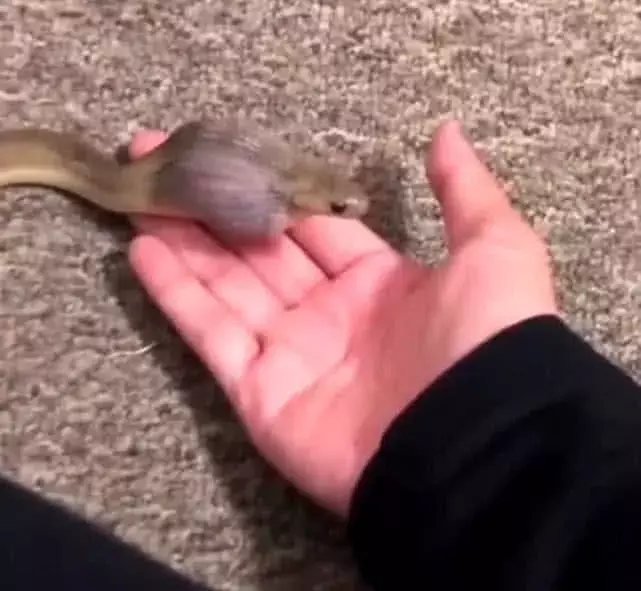 幼蛇無傷害？男子拿了一顆鵪鶉蛋，立馬張開嘴吞了！
