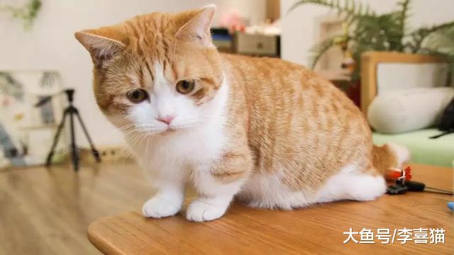 猫咪粘人更受三点因素影响，铲屎官从小养大并不能决定小猫性格