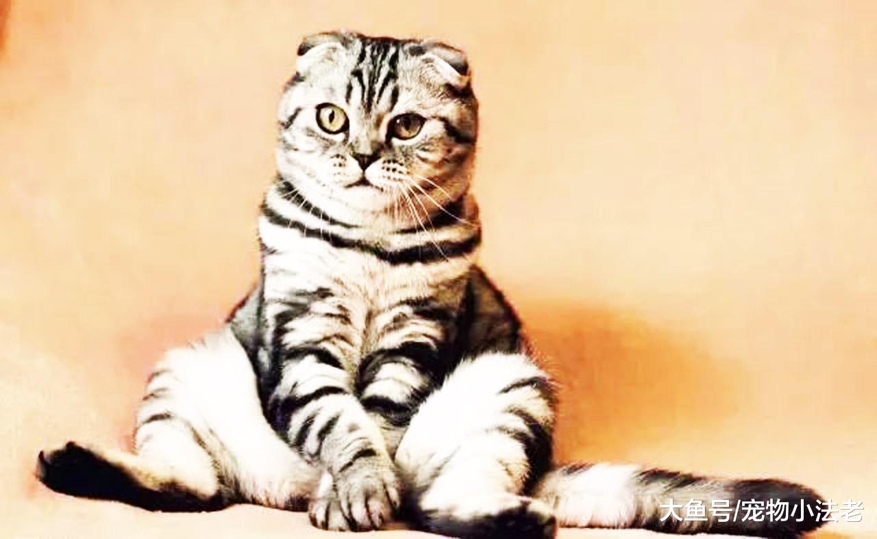 什么猫都可以爱，唯独这种猫不能爱，因为你的爱是在它伤口上撒盐