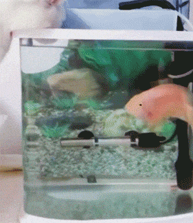 當家里有了魚缸后，貓咪就當電視看上癮了