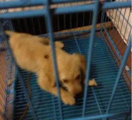 金毛被主人连续抛弃两次，第三次狗狗做了这个举动，领导都怒了！