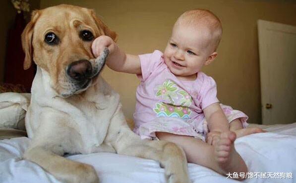 有养狗的你，也不一定知道，狗狗为什么会磨牙