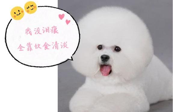 如果你正在考虑养一只“比熊犬”, 这5点你要知道!