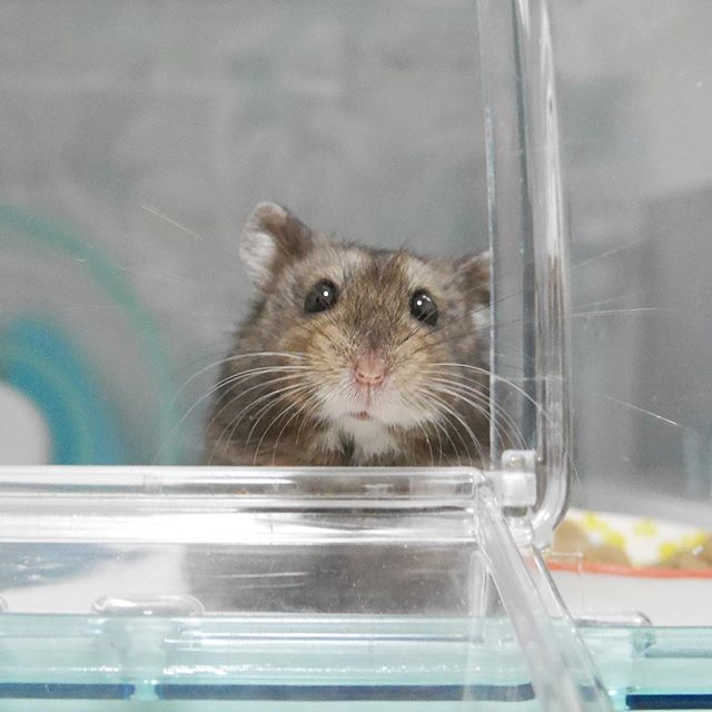 仓鼠“独守空笼”，为吸引主人来撸自己，鼠鼠真的很卖力