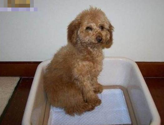 泰迪到处尿尿家里满是臭味，教你5招，让它三天学会定点方便！