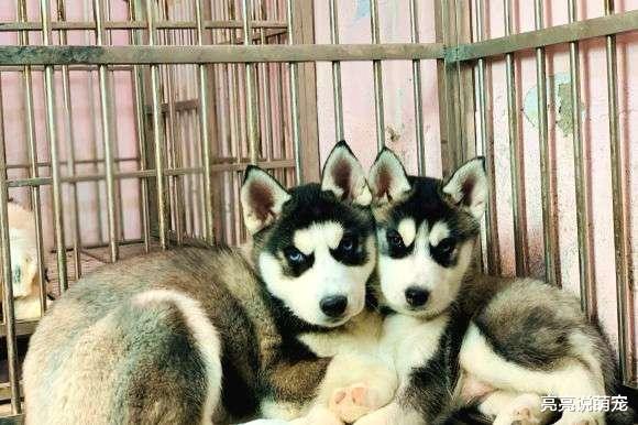 两只二哈正在休息，它们看到主人端着肉吃，虎视眈眈地盯着