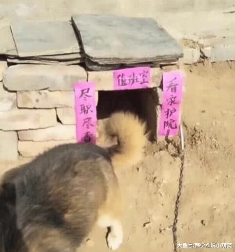 回家途中路过一狗窝，看到上面的几行字后，路人忍不住拍照狂笑