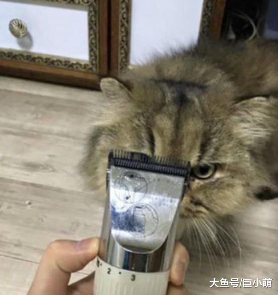手残猫奴剪毛，作死把猫头上全剃光，猫皇：你给我小心一点