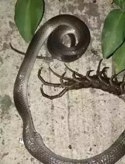 生物獵食, 圖3餓了連自己都吃, 更有蜈蚣活活把蛇吃掉