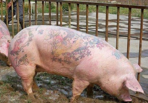 男孩学纹身被父亲拒绝，无奈拿家猪做实验，看到结果时父亲傻了眼！