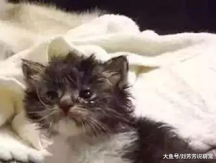 主人捡了只流浪猫回家，没想到二哈竟然像变了只狗一样，暖哭了！