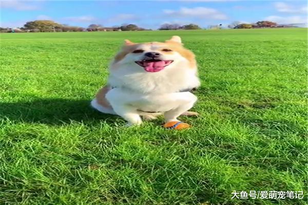 网友带着收养的田园犬，去过一百多个国家旅行：全网见识最广的汪