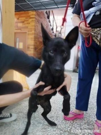 狗狗被丢收容所，惊恐追主人远去背影让人叹：最后同框竟是弃养照