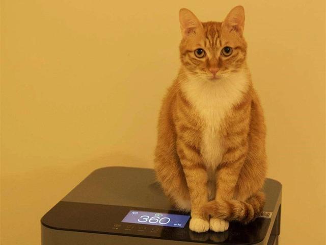 鏟屎官對貓咪過敏，可過敏源不是貓毛，主人做好五點就能不棄貓！