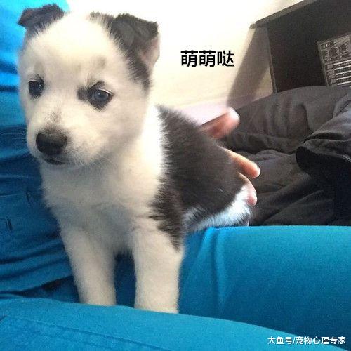 男子辛苦养大二哈，一看发际线眼前一黑：年纪轻轻就秃了头