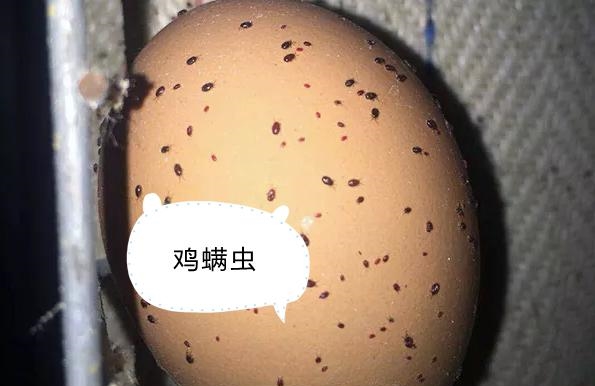 虫见愁丨鸡舍吸血怪螨虫，鸡只消瘦产蛋率下降传播疾病这么办