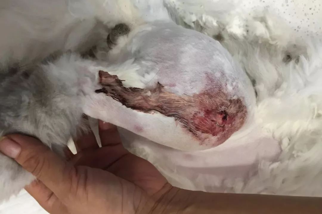 猫咪狗狗骨折了怎么办？扒一扒宠物“骨子里”的那些事