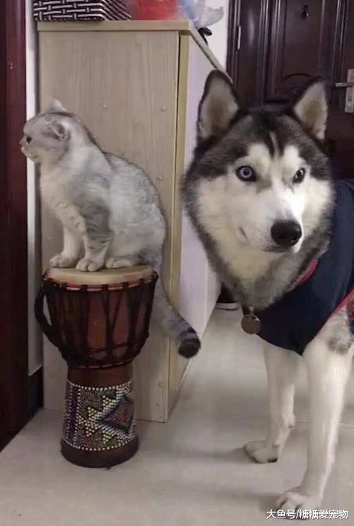 猫咪与狗狗亲近害羞，主人：这有啥不好意思的，你们还能有结果？
