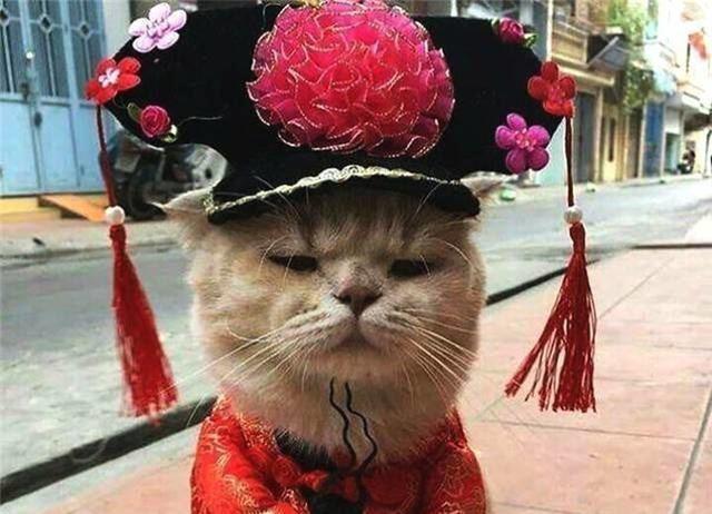 橘猫每日在菜场巡视，因酷爱换装喜成猫界巨星，靠喵颜值来卖鱼！