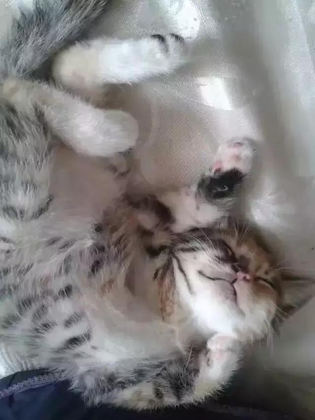 爷爷收养了两只流浪猫，而它们也用一生去陪伴着这个孤独的老人！