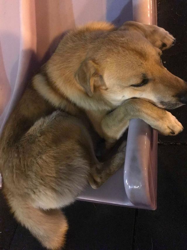 十年前，她被狗追到留下阴影，如今喂流浪狗，又碰到它……