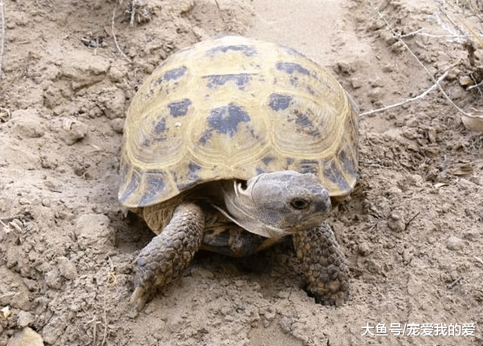终身在荒蛮之地生活，有着“龟中之宝”的美誉，却一生都未曾下过水
