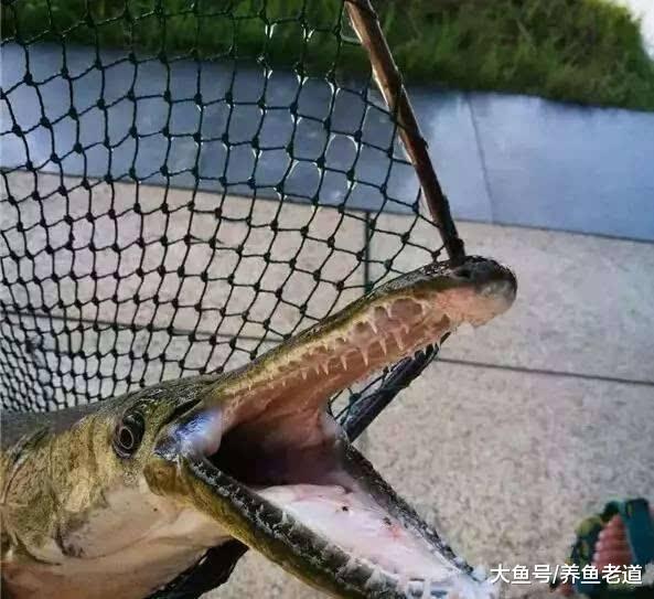 這些觀賞魚中的大家伙養大了咋辦，可以吃嗎？