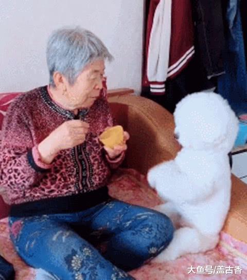 把比熊寄养在奶奶家，回到家后一看，自己的“宝座”都没了？