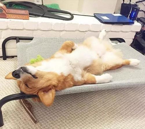 柯基犬的寿命很短, 做好这6点, 可以延长几年的寿命!