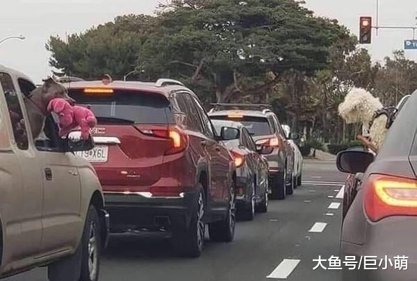 狗狗塞车到绝望，叼玩具跟对面车狗狗互呛：我有玩具你有吗？