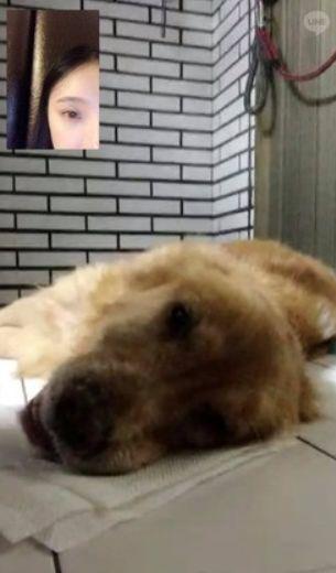 15岁高龄瘫痪金毛回光返照！突然起身：主人，让我再陪你散次步