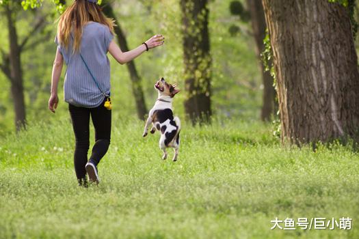 我家狗狗不想散步，但是它又需要进行锻炼，主人该怎么办？