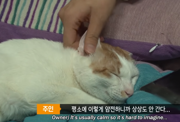 猫咪白天乖巧可爱晚上却化身恶魔疯狂袭击主人，主人说了一句话