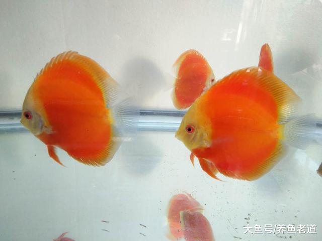 晚上喂食觀賞魚完全可以，只是有些小細節我們要去注意！