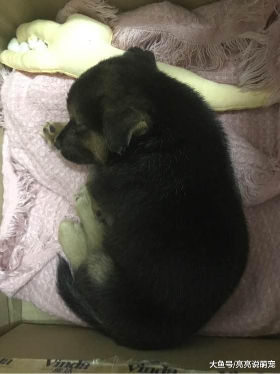 早上一开门跑进来一只小狗，长得挺可爱，网友：缘分！