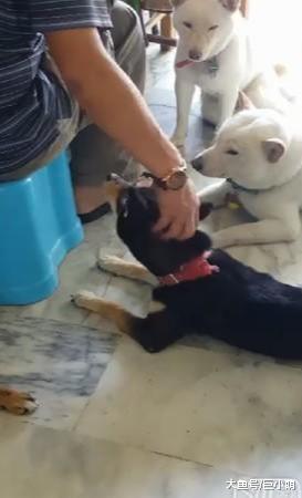 3只狗狗围着主人争宠，一个个排队等着被摸，你摸够了到我了