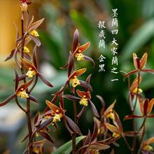 让人一眼就爱上的兰花，不娇不媚，清新脱俗，报岁香兰，墨兰企黑