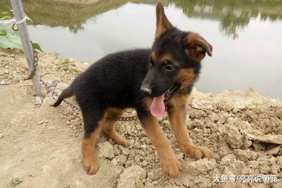 德牧总是往外跑，网友干脆把它拴鱼塘边上了，再也别想回家了