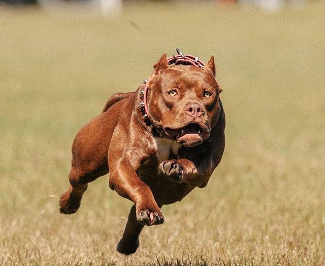 狗场训犬员教你怎么训练狗狗，惩罚狗狗不能做的5件事