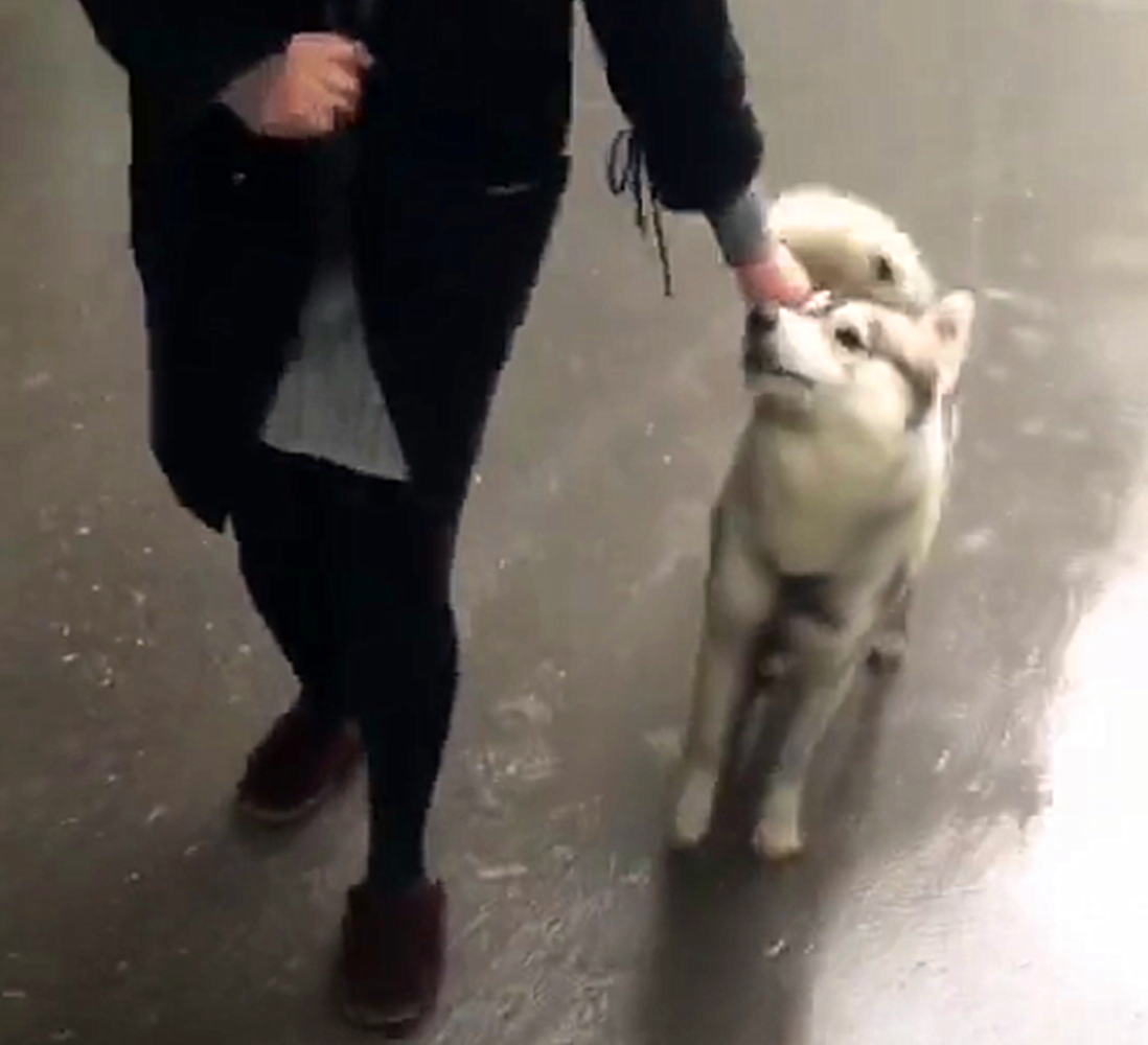 二哈逃出家门放飞自我, 被主人揪耳朵拽回家, 狗: 我不要面子的啊